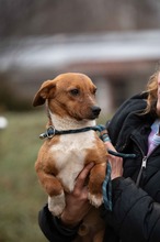 PARYTTIA, Hund, Dackel-Mix in Mudersbach - Bild 2