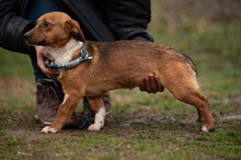 PARYTTIA, Hund, Dackel-Mix in Mudersbach - Bild 4