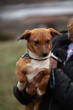 PARYTTIA, Hund, Dackel-Mix in Mudersbach - Bild 5