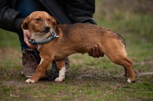 PARYTTIA, Hund, Dackel-Mix in Mudersbach - Bild 6