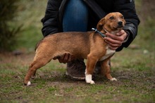 PARYTTIA, Hund, Dackel-Mix in Mudersbach - Bild 7