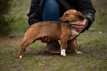 PARYTTIA, Hund, Dackel-Mix in Mudersbach - Bild 9