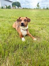 PARYTTIA, Hund, Deutscher Schäferhund in Mudersbach - Bild 1