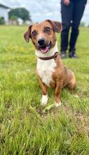 PARYTTIA, Hund, Deutscher Schäferhund in Mudersbach - Bild 2