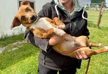 PARYTTIA, Hund, Deutscher Schäferhund in Mudersbach - Bild 5