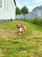 PARYTTIA, Hund, Deutscher Schäferhund in Mudersbach - Bild 6