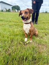 PARYTTIA, Hund, Deutscher Schäferhund in Mudersbach - Bild 7