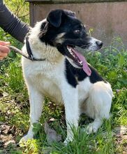BENY, Hund, Mischlingshund in Slowakische Republik - Bild 2