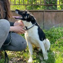 BENY, Hund, Mischlingshund in Slowakische Republik - Bild 3
