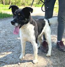 BENY, Hund, Mischlingshund in Slowakische Republik - Bild 4