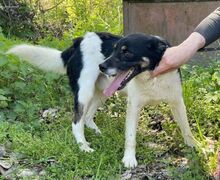 BENY, Hund, Mischlingshund in Slowakische Republik - Bild 5