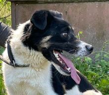 BENY, Hund, Mischlingshund in Slowakische Republik - Bild 6