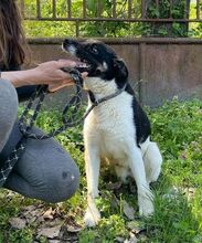 BENY, Hund, Mischlingshund in Slowakische Republik - Bild 7