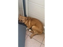 PETRA, Hund, Mischlingshund in Pößneck - Bild 1