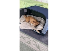 PETRA, Hund, Mischlingshund in Pößneck - Bild 2