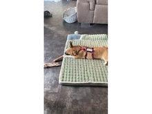 PETRA, Hund, Mischlingshund in Pößneck - Bild 3
