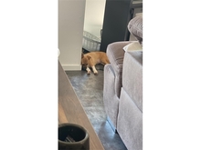 PETRA, Hund, Mischlingshund in Pößneck - Bild 4