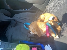 PETRA, Hund, Mischlingshund in Pößneck - Bild 5