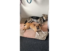 PETRA, Hund, Mischlingshund in Pößneck - Bild 7