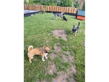 PETRA, Hund, Mischlingshund in Pößneck - Bild 9
