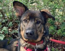 NELLI, Hund, Mischlingshund in München - Bild 1