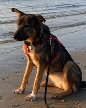 NELLI, Hund, Mischlingshund in München - Bild 10