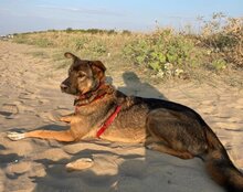 NELLI, Hund, Mischlingshund in München - Bild 11