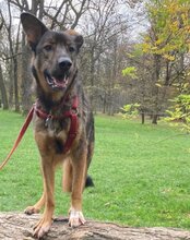 NELLI, Hund, Mischlingshund in München - Bild 12