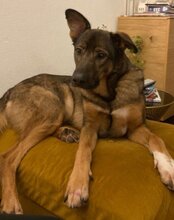NELLI, Hund, Mischlingshund in München - Bild 13