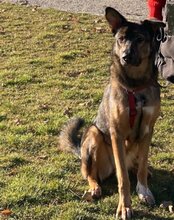 NELLI, Hund, Mischlingshund in München - Bild 14