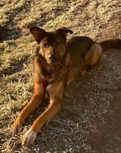 NELLI, Hund, Mischlingshund in München - Bild 15
