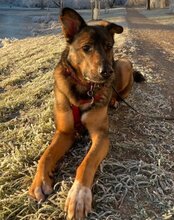 NELLI, Hund, Mischlingshund in München - Bild 16