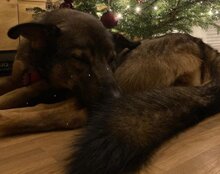 NELLI, Hund, Mischlingshund in München - Bild 17