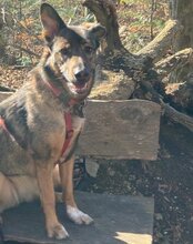 NELLI, Hund, Mischlingshund in München - Bild 18