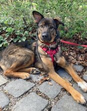 NELLI, Hund, Mischlingshund in München - Bild 2