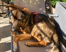 NELLI, Hund, Mischlingshund in München - Bild 4
