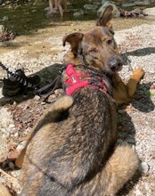 NELLI, Hund, Mischlingshund in München - Bild 5