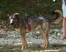 NELLI, Hund, Mischlingshund in München - Bild 6