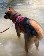NELLI, Hund, Mischlingshund in München - Bild 7