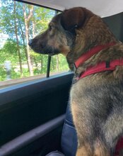 NELLI, Hund, Mischlingshund in München - Bild 8