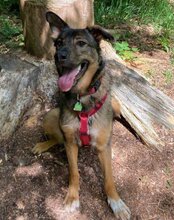 NELLI, Hund, Mischlingshund in München - Bild 9