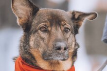 NELLI, Hund, Schäferhund-HSH-Mix in Bönningstedt