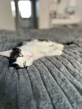 PUCKI, Katze, Europäisch Kurzhaar in Duisburg