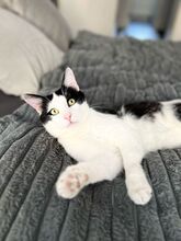 PUCKI, Katze, Europäisch Kurzhaar in Duisburg - Bild 2