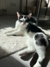PUCKI, Katze, Europäisch Kurzhaar in Duisburg - Bild 3