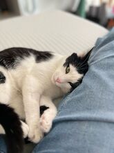 PUCKI, Katze, Europäisch Kurzhaar in Duisburg - Bild 4