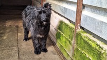 NIKO, Hund, Schnauzer-Mix in Rumänien - Bild 1