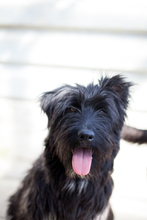 NIKO, Hund, Schnauzer-Mix in Rumänien - Bild 2