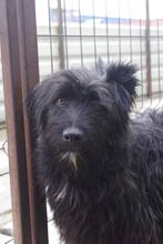 NIKO, Hund, Schnauzer-Mix in Rumänien - Bild 4