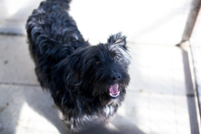 NIKO, Hund, Schnauzer-Mix in Rumänien - Bild 5